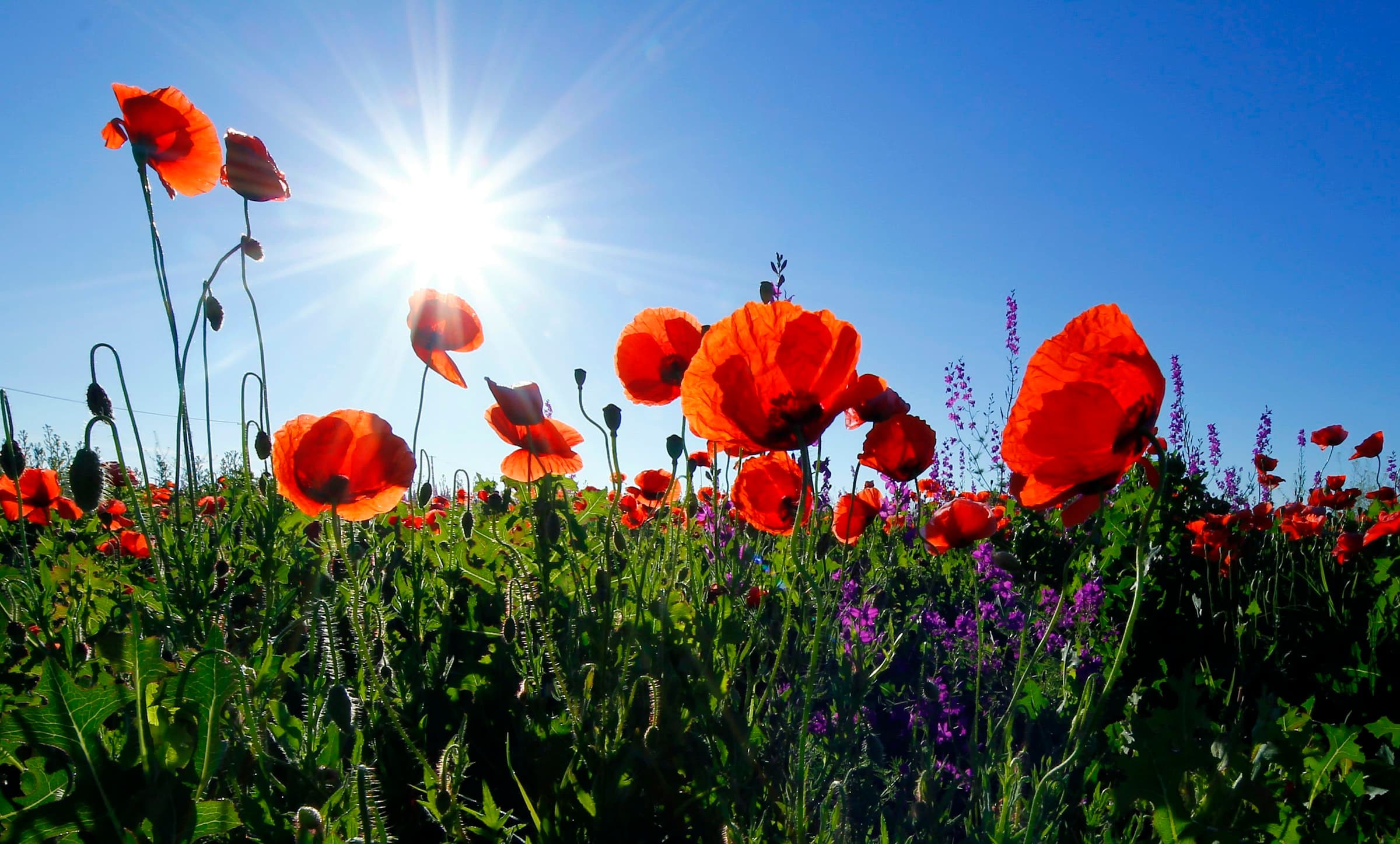 poppies and sun photo