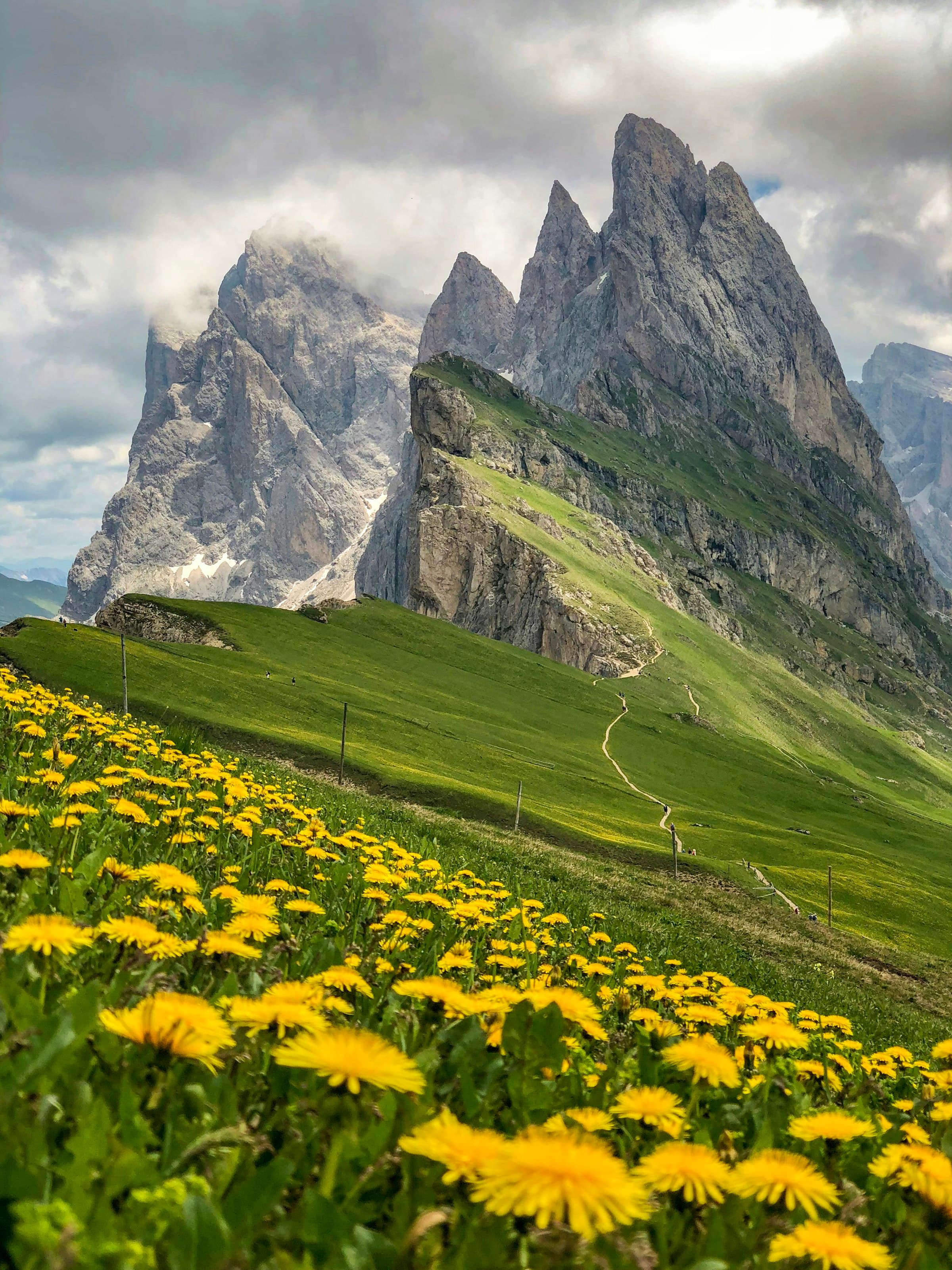 Mountain and flowers photo