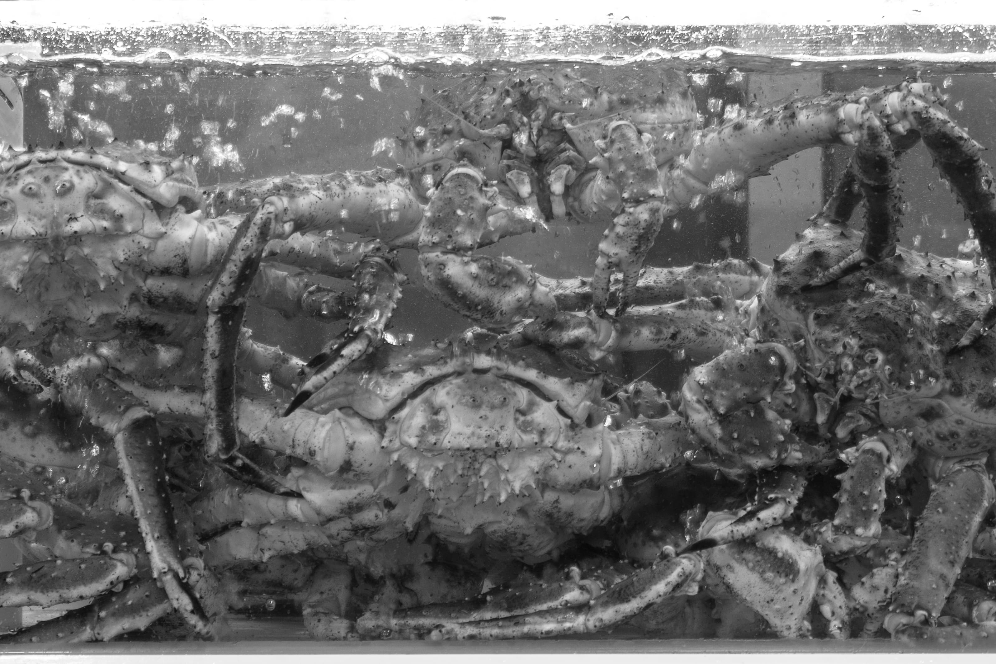 Crabs pressed against glass in tank